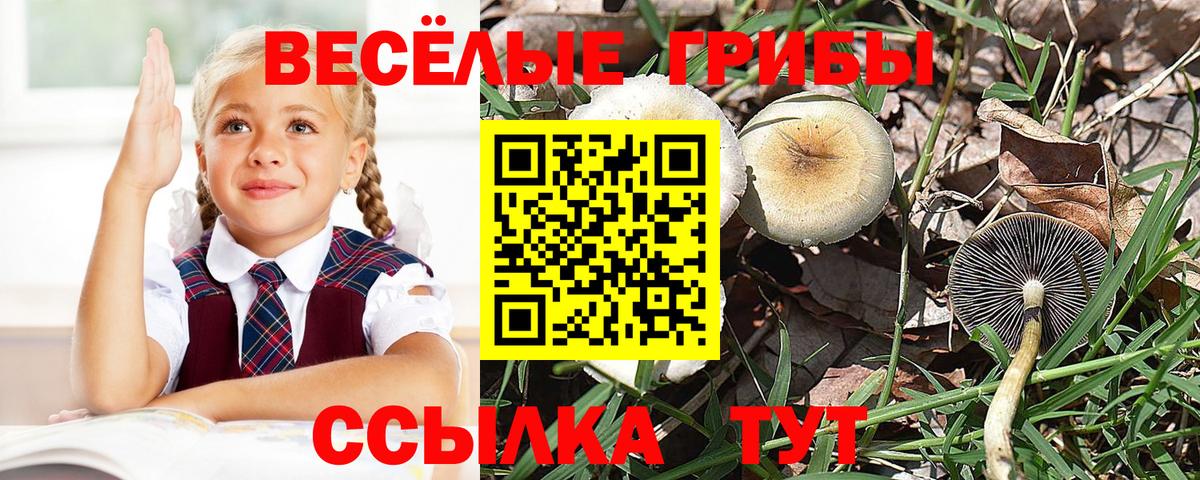 Галлюциногенные грибы MAGIC MUSHROOMS  Вход с VPN  Бердск  Псилоцибиновые грибы GOLDEN TEACHER 